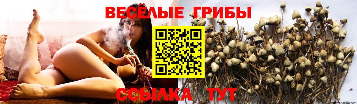 Искитим  Псилоцибиновые грибы Psilocybine cubensis  Вход с VPN 